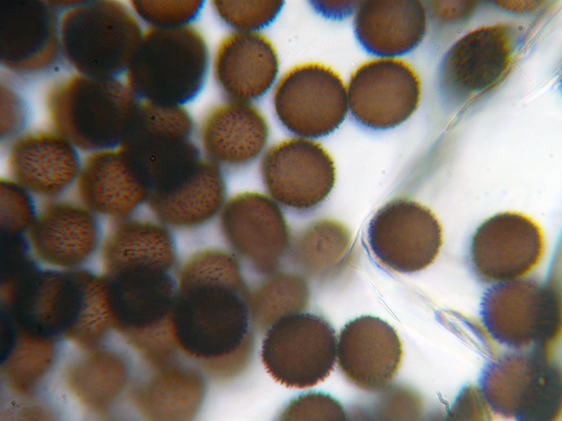 Lamproderma ovoideumechinulatum ?